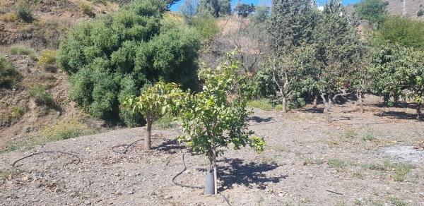 Terreno en Diseminado Chilches Rural