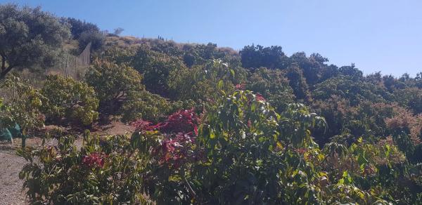 Terreno en Diseminado Chilches Rural