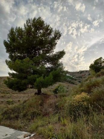 Terreno en calle Mirlo s/n