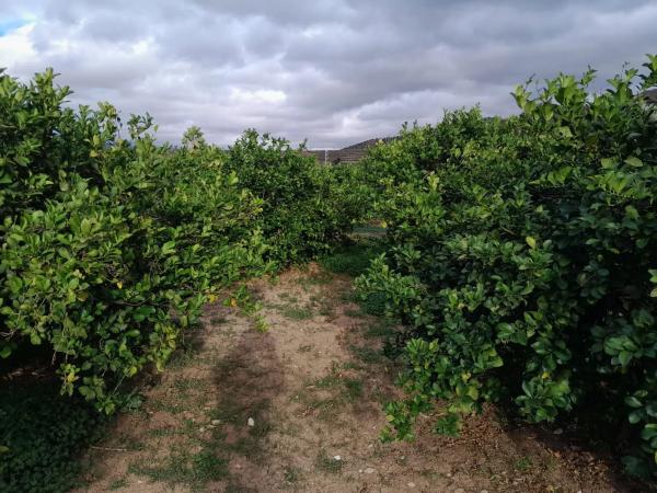 Terreno en Bellavista s/n