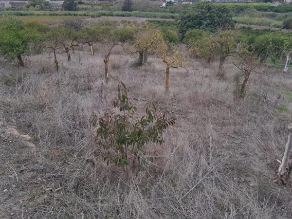 Terreno en Casablanquilla s/n