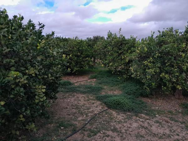 Terreno en Bellavista s/n