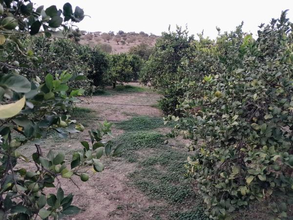 Terreno en Bellavista s/n