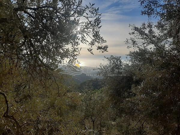 Terreno en calle de la Liebre