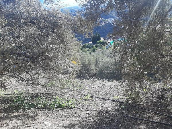 Terreno en calle de la Liebre