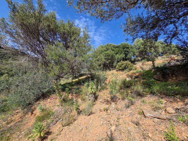 Terreno en carretera de Lomas de Marbella