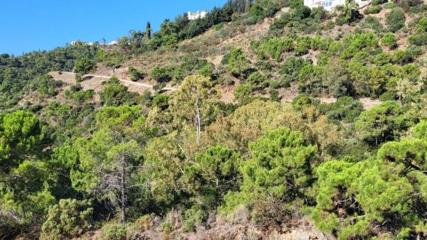 Terreno en El Madroñal