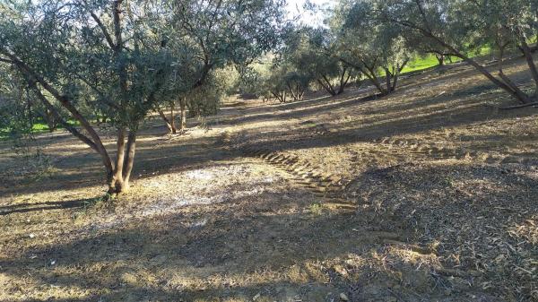 Terreno en La Morra s/n