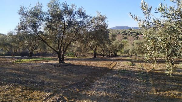 Terreno en La Morra s/n