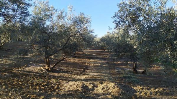 Terreno en La Morra s/n