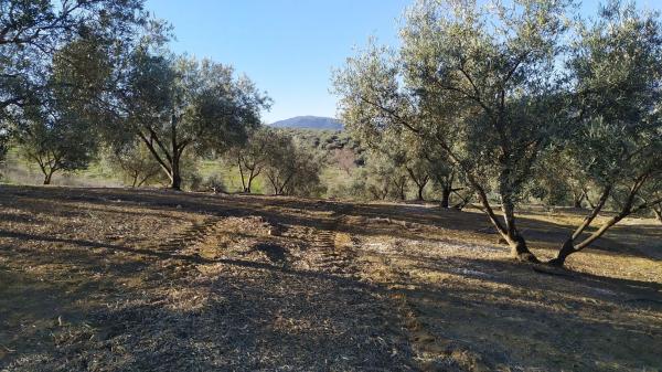 Terreno en La Morra s/n