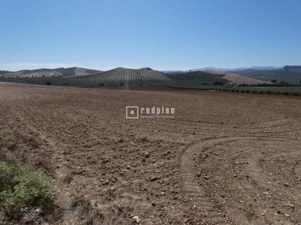 Terreno en callejón Martínez
