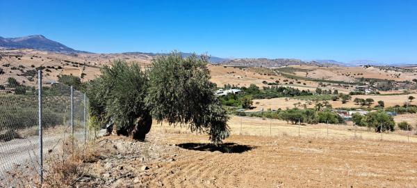 Terreno en carretera antigua de alozaina s/n