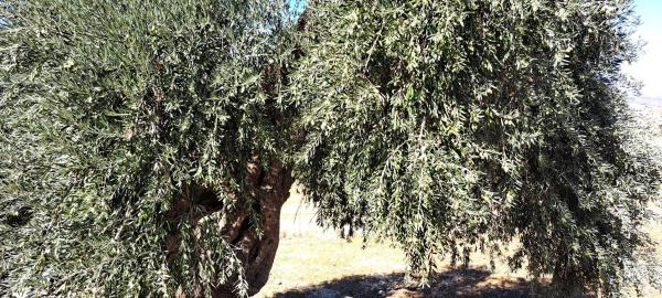 Terreno en carretera antigua de alozaina s/n