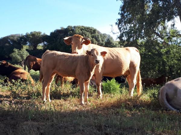 Terreno en camino Rural Río Grande, km 3
