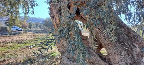 Terreno en carretera antigua de alozaina s/n
