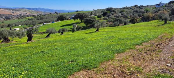 Terreno en carretera antigua de alozaina s/n