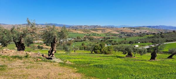 Terreno en carretera antigua de alozaina s/n