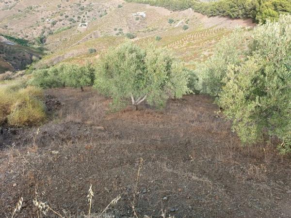 Terreno en Almáchar