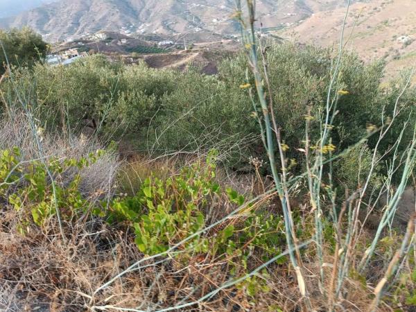 Terreno en Almáchar