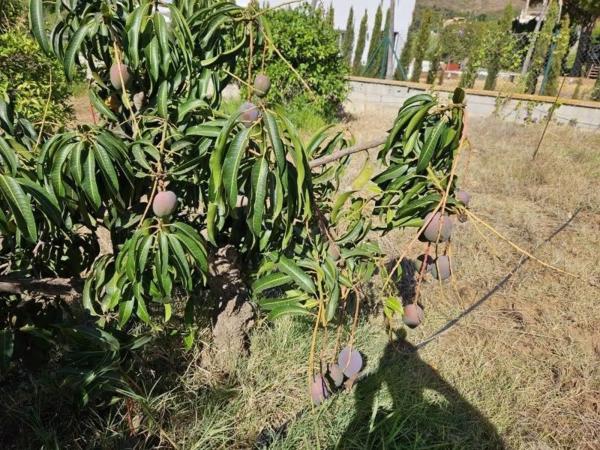 Terreno en La Cala Golf - Lagar Martell