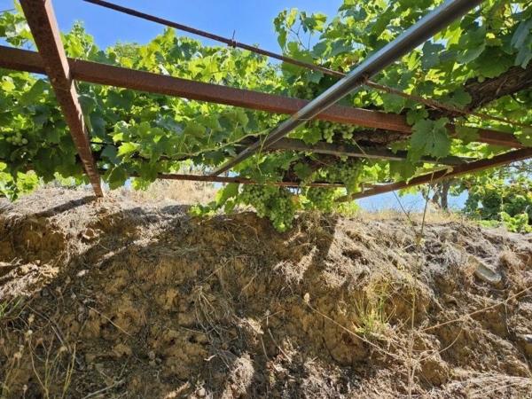 Terreno en La Cala Golf - Lagar Martell