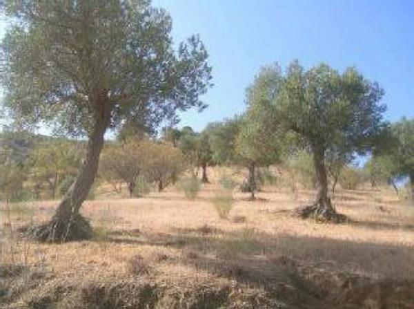 Terreno en Los Cerrajones