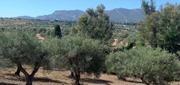 Terreno en camino de cartama, poligono 8