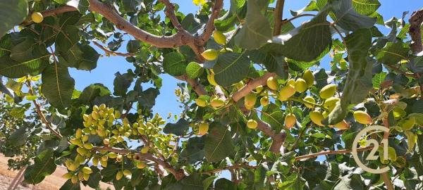 Terreno en calle Caminillos, km 347