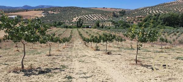 Terreno en calle Caminillos, km 347