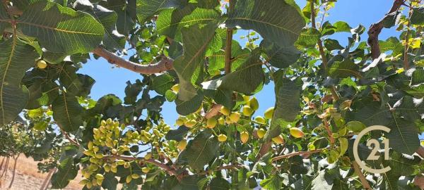 Terreno en calle Caminillos, km 347