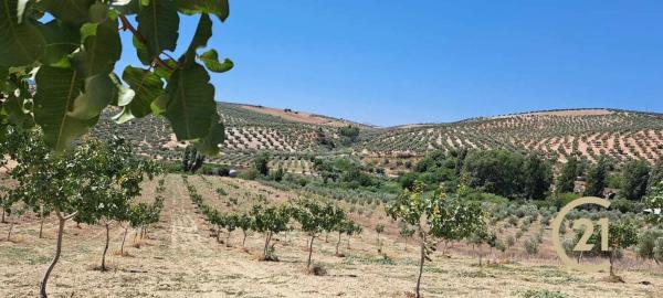 Terreno en calle Caminillos, km 347