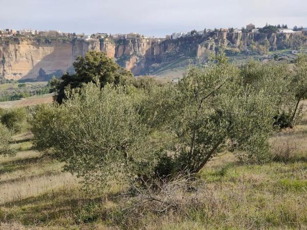 Terreno en carril Virgen de la Cabeza s/n