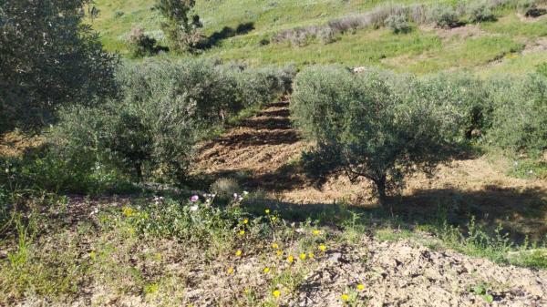 Terreno en calle Ronda del Oeste s/n