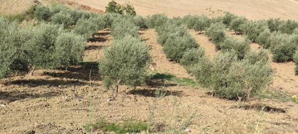 Terreno en calle Ronda del Oeste s/n