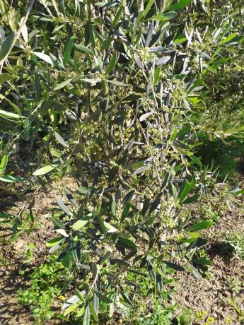 Terreno en calle Ronda del Oeste s/n