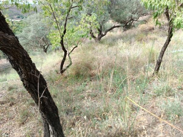 Terreno en Canillas de Aceituno