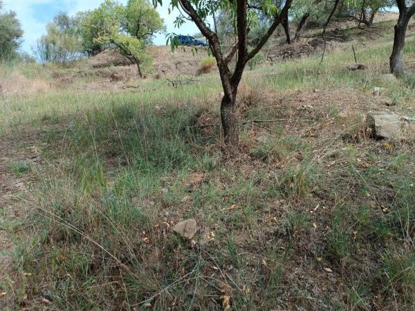 Terreno en Canillas de Aceituno