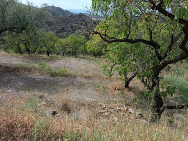 Terreno en Canillas de Aceituno