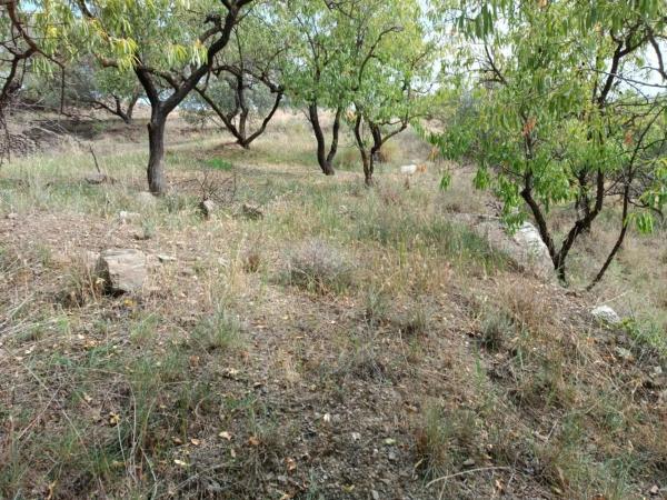 Terreno en Canillas de Aceituno