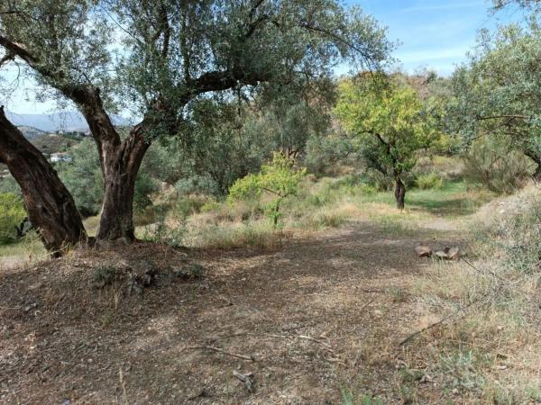 Terreno en Canillas de Aceituno