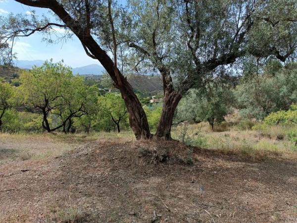 Terreno en Canillas de Aceituno
