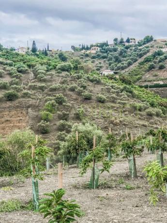 Terreno en calle Rosarico la Joaquín
