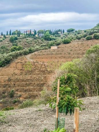 Terreno en calle Rosarico la Joaquín