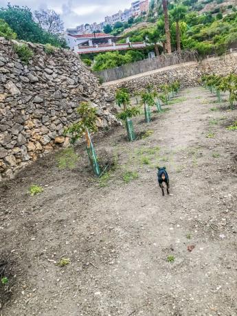 Terreno en calle Rosarico la Joaquín