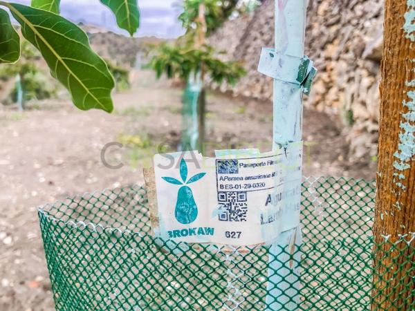 Terreno en calle Rosarico la Joaquín