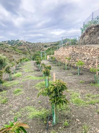Terreno en calle Rosarico la Joaquín
