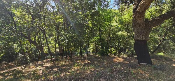 Terreno en Lugar Celima