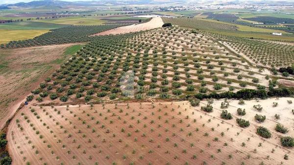 Terreno en Campillos