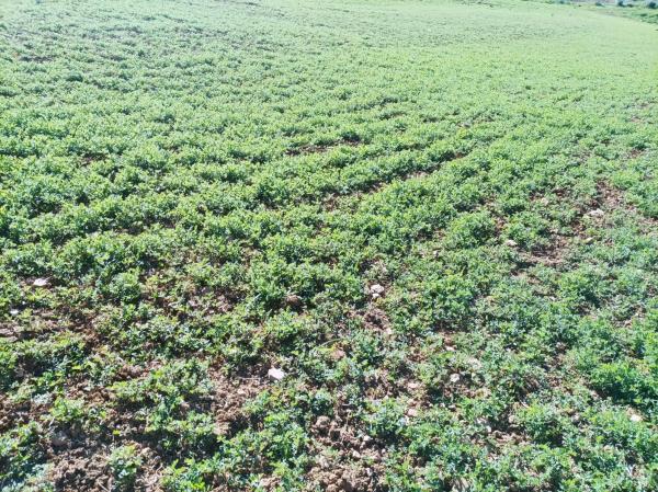 Terreno en carretera Entre Pizarra y Alora s/n